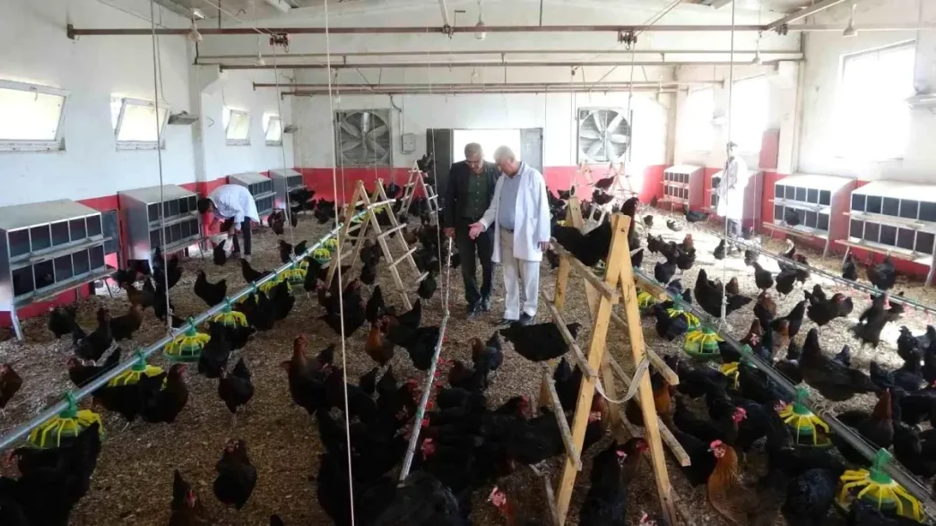 Malatyada Ogrenciler Tavuk Yetistiriciligi ile Hem Uretiyor Hem Kazaniyor