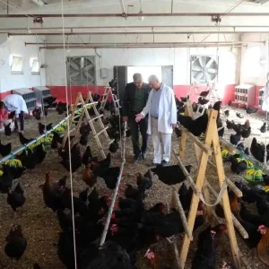 Malatyada Ogrenciler Tavuk Yetistiriciligi ile Hem Uretiyor Hem Kazaniyor