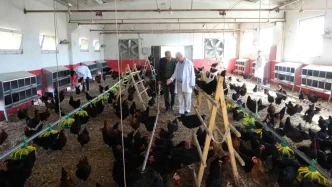 Malatyada Ogrenciler Tavuk Yetistiriciligi ile Hem Uretiyor Hem Kazaniyor