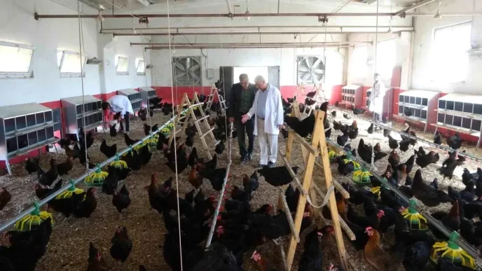 Malatyada Ogrenciler Tavuk Yetistiriciligi ile Hem Uretiyor Hem Kazaniyor
