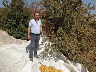 Malatyada Yabani Alic Hasadi Devam Ediyor