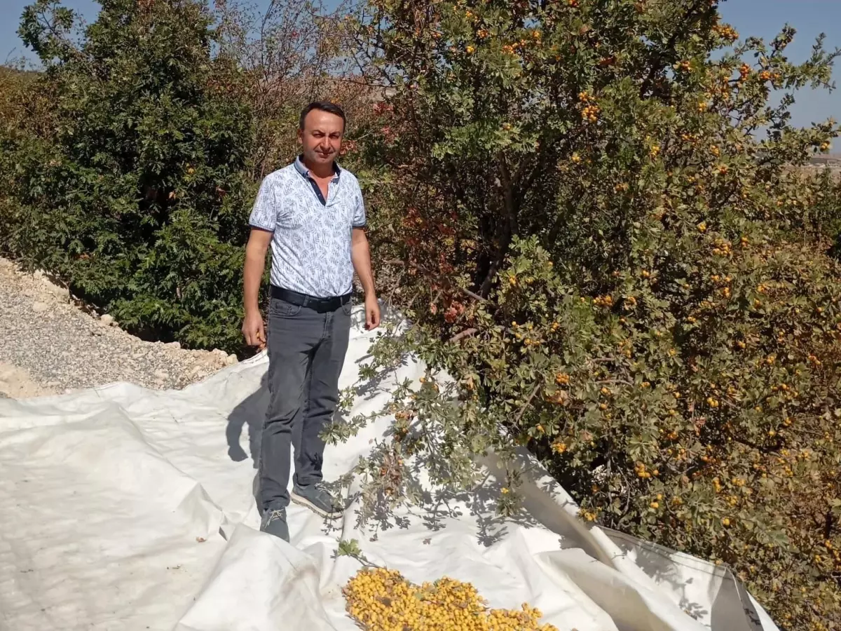 Malatyada Yabani Alic Hasadi Devam Ediyor