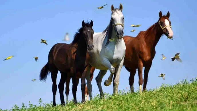 Malatyadan Istanbula Arap Yaris Taylari Acik Artirmaya Cikiyor