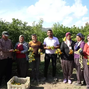 Mandalina Fiyatlari Adanada Dususte 15 TLden 8 TLye