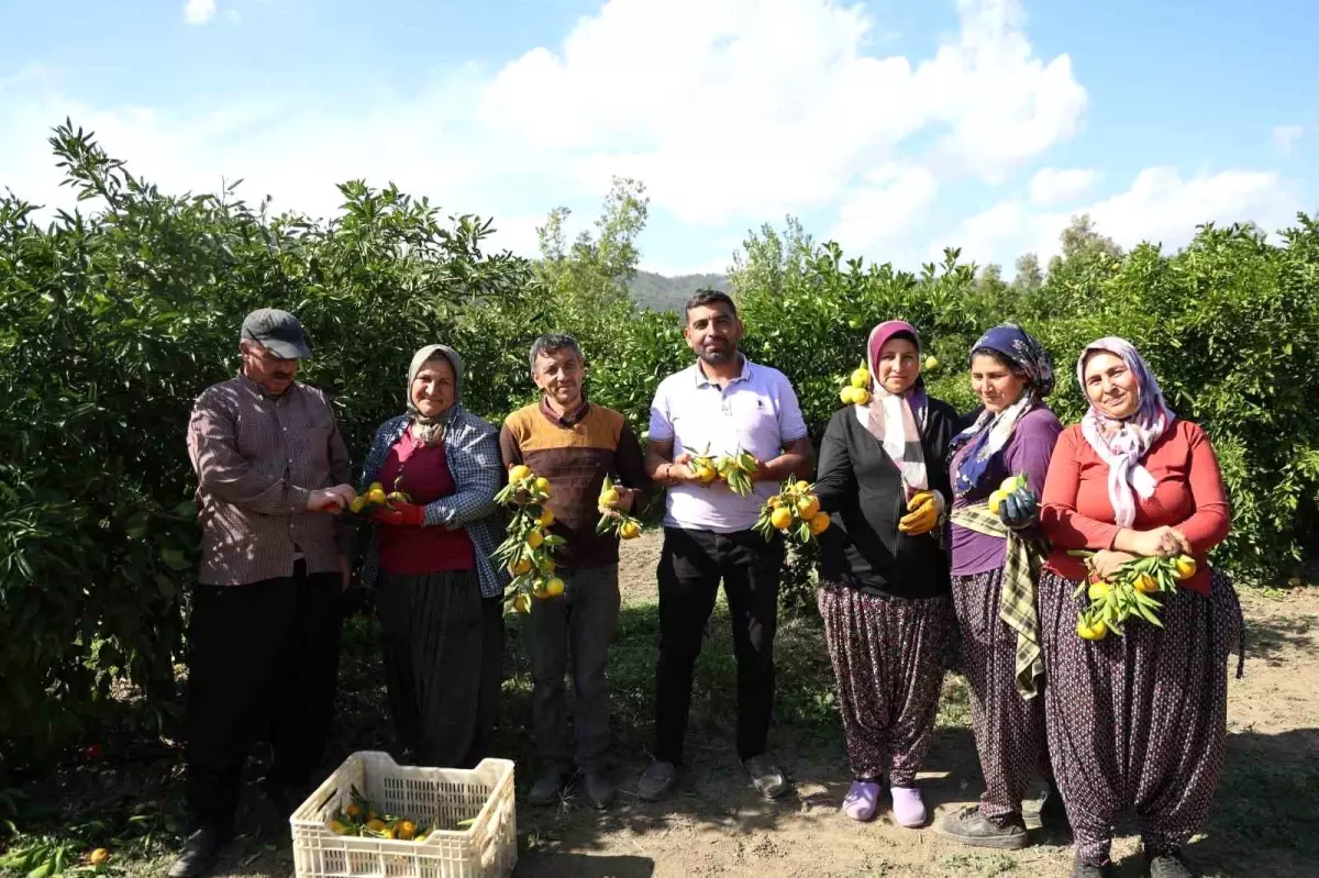Mandalina Fiyatları Adana'da Düşüşte: 15 TL'den 8 TL'ye 3 Mandalina Fiyatlari Adanada Dususte 15 TLden 8 TLye