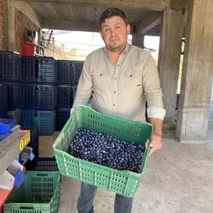 Manisada 2025 Zeytin Hasadi Basladi Kalite ve Fiyatlar Ureticiyi Sevindiriyor