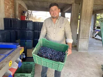 Manisada 2025 Zeytin Hasadi Basladi Kalite ve Fiyatlar Ureticiyi Sevindiriyor