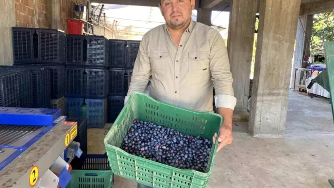 Manisada 2025 Zeytin Hasadi Basladi Kalite ve Fiyatlar Ureticiyi Sevindiriyor