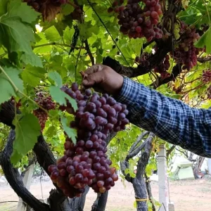 Manisada Uzum Ureticisinden Rekor Salkim 1 Kilo 740 Gram