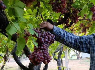 Manisada Uzum Ureticisinden Rekor Salkim 1 Kilo 740 Gram