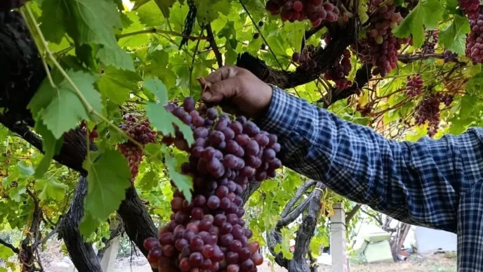Manisada Uzum Ureticisinden Rekor Salkim 1 Kilo 740 Gram