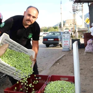 Muglada Zeytin Hasadi Sezonu Basladi Fiyatlar Artis Gosterdi