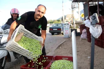 Muglada Zeytin Hasadi Sezonu Basladi Fiyatlar Artis Gosterdi