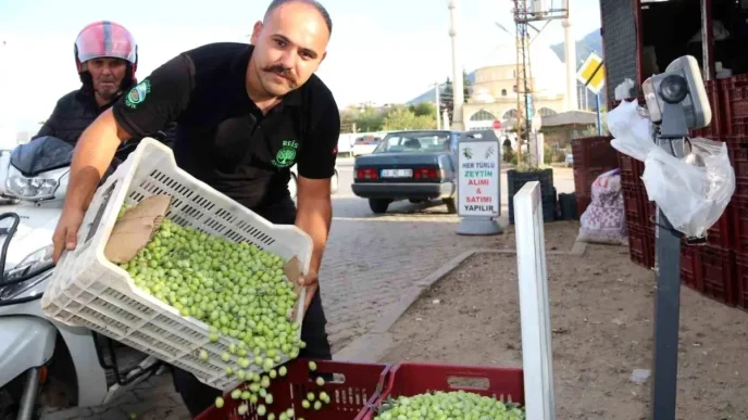 Muglada Zeytin Hasadi Sezonu Basladi Fiyatlar Artis Gosterdi