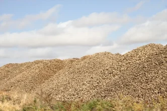 Musun Malazgirt Ilcesinde Seker Pancari Alimi Devam Ediyor