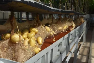 Nigde Patates Arastirma Enstitusunden Yerli Patates Uretiminde Basari