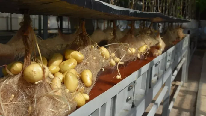 Nigde Patates Arastirma Enstitusunden Yerli Patates Uretiminde Basari