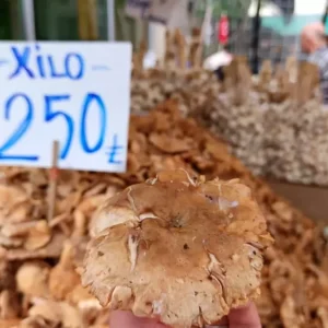 Orduda Findik Tirmiti Donemi Basladi Fiyatlar Dusuyor