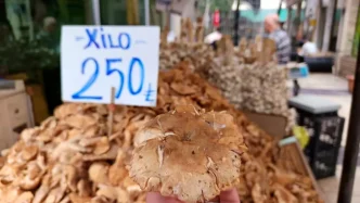 Orduda Findik Tirmiti Donemi Basladi Fiyatlar Dusuyor