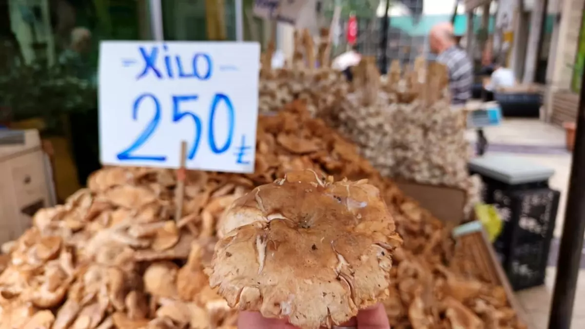 Orduda Findik Tirmiti Donemi Basladi Fiyatlar Dusuyor