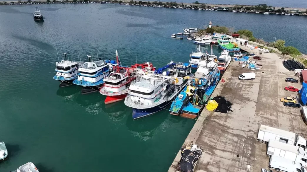 Ordu'nun Balıkçıları İstavrit Avında Patlama Yaşadı 2 Ordunun Balikcilari Istavrit Avinda Patlama Yasadi