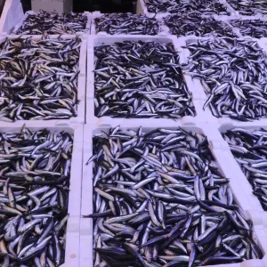Rizede Hamsinin Fiyati 100 Lira