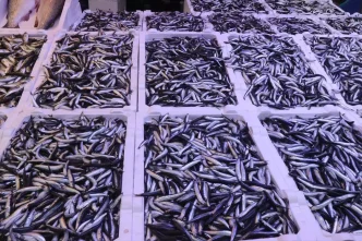 Rize'de Hamsinin Fiyatı 100 Lira 1 Rizede Hamsinin Fiyati 100 Lira