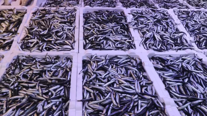 Rize'de Hamsinin Fiyatı 100 Lira 5 Rizede Hamsinin Fiyati 100 Lira