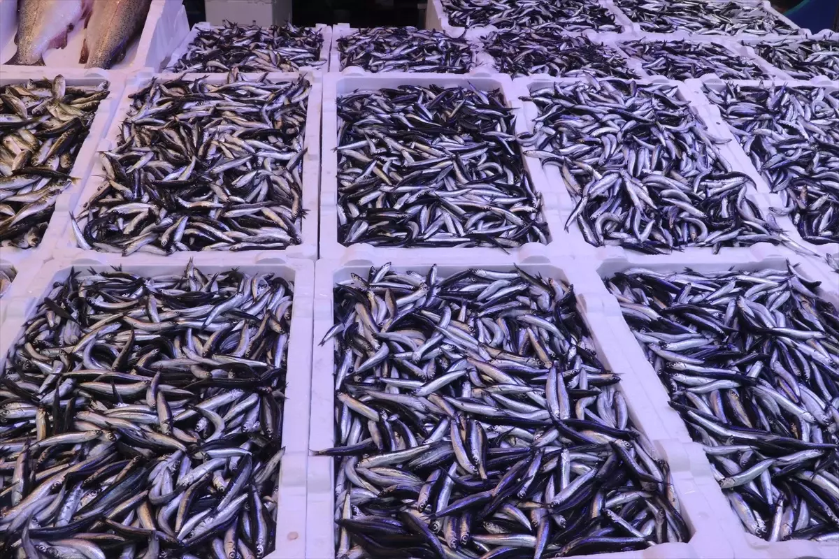 Rize'de Hamsinin Fiyatı 100 Lira 3 Rizede Hamsinin Fiyati 100 Lira