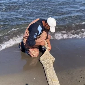 Samsunda Kacak Kum Midyesi Operasyonu 1 Ton Ele Gecirildi