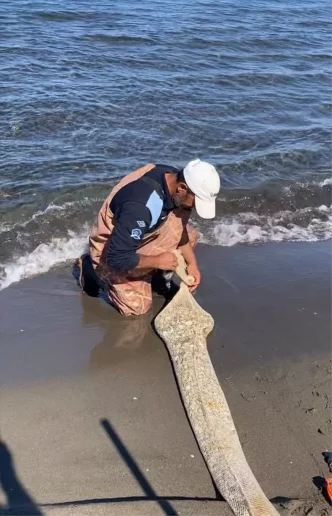 Samsunda Kacak Kum Midyesi Operasyonu 1 Ton Ele Gecirildi