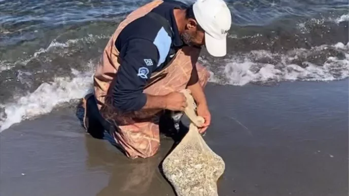 Samsunda Kacak Kum Midyesi Operasyonu 1 Ton Ele Gecirildi