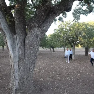 Sanliurfanin 500 Yillik Fistik Agaclari Meyve Vermeye Devam Ediyor