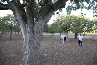 Sanliurfanin 500 Yillik Fistik Agaclari Meyve Vermeye Devam Ediyor