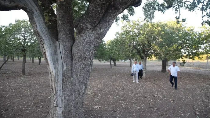 Sanliurfanin 500 Yillik Fistik Agaclari Meyve Vermeye Devam Ediyor