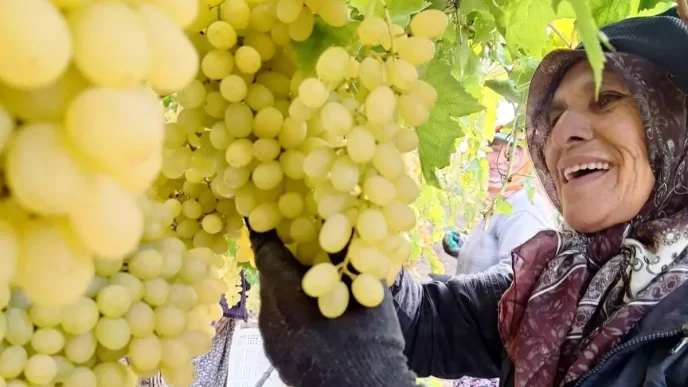 Sarıgöl'de Üzüm Hasadı Sürüyor: Kadın Emekçiler Yağmur Çamur Demeden Çalışıyor 2 Sarigolde Uzum Hasadi Suruyor Kadin Emekciler Yagmur Camur Demeden Calisiyor