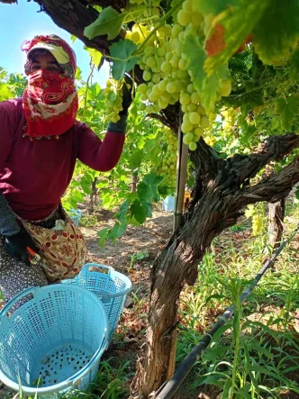 Sarigolde Uzum Hasadi Yogun Bir Sekilde Devam Ediyor