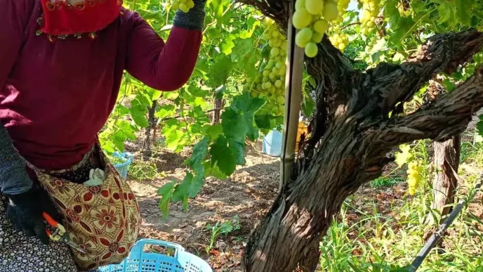 Sarigolde Uzum Hasadi Yogun Bir Sekilde Devam Ediyor