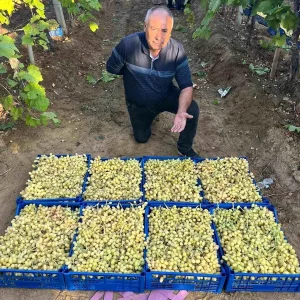 Sarigolde Yaz Meyvesi Sultani Uzum Hasadi Devam Ediyor