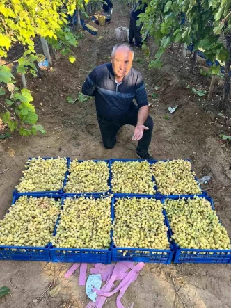Sarigolde Yaz Meyvesi Sultani Uzum Hasadi Devam Ediyor