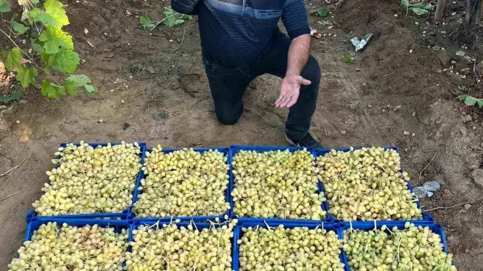 Sarigolde Yaz Meyvesi Sultani Uzum Hasadi Devam Ediyor
