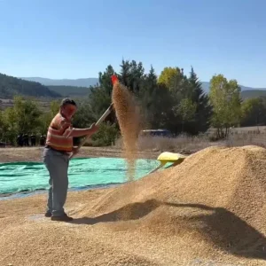 Sinop Pirinc Uretiminde Turkiyede 6 Sirada