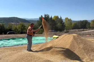 Sinop Pirinc Uretiminde Turkiyede 6 Sirada