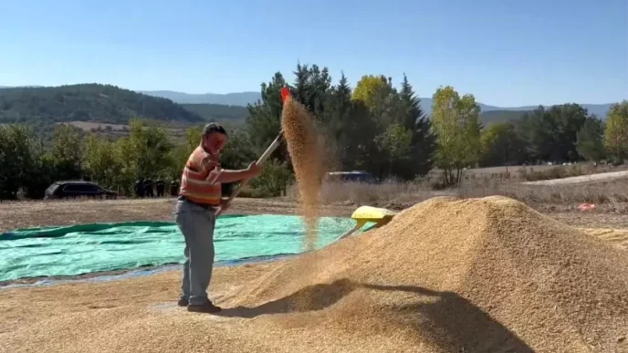 Sinop Pirinc Uretiminde Turkiyede 6 Sirada