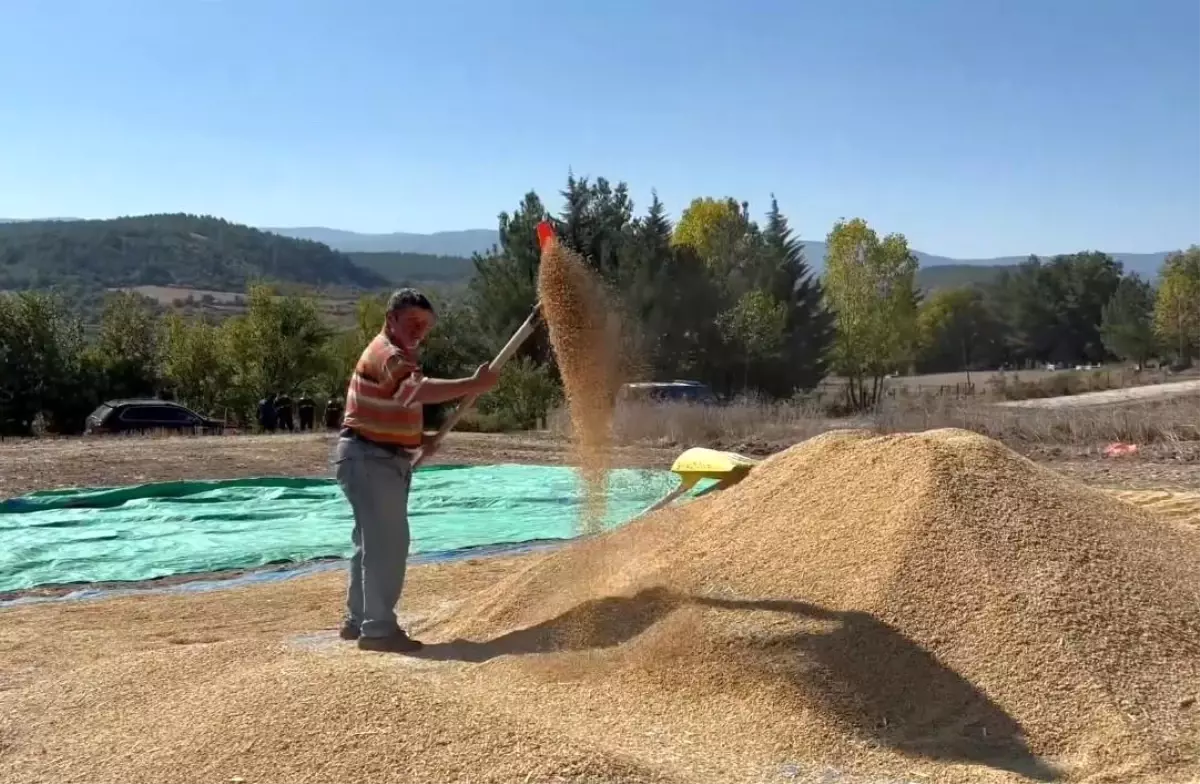 Sinop Pirinc Uretiminde Turkiyede 6 Sirada