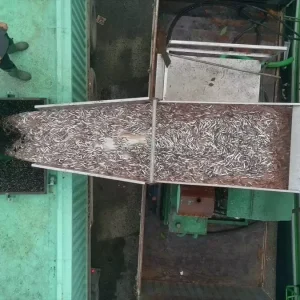 Sinop Turkelide Balikcilar Hamsi Avinda Tonlarca Balikla Dondu