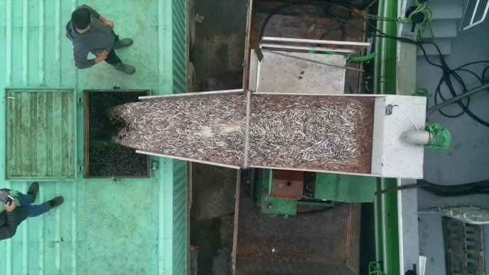 Sinop Turkelide Balikcilar Hamsi Avinda Tonlarca Balikla Dondu