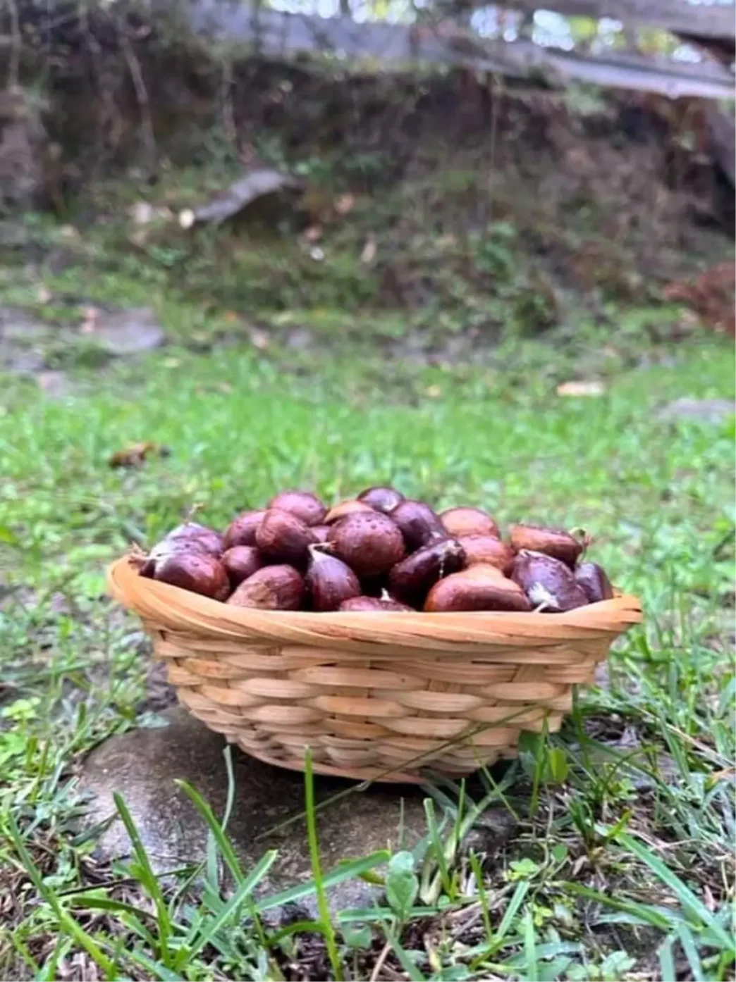 Sinopta Kestane Sezonu Basladi Gelenegi Yasatiyorlar