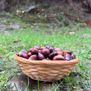 Sinopta Kestane Sezonu Basladi Gelenegi Yasatiyorlar