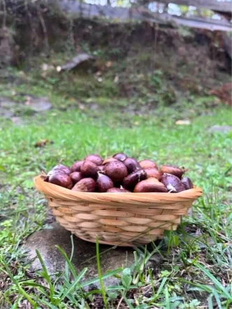 Sinopta Kestane Sezonu Basladi Gelenegi Yasatiyorlar